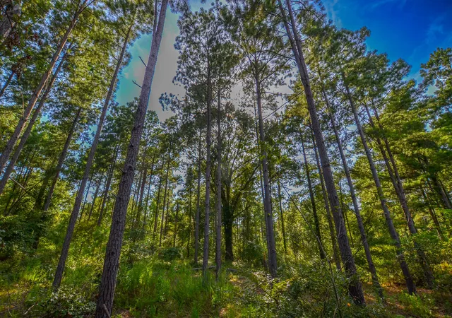 Photo 3 of Land for sale at Tract 19 County Road 4224, Frankston, TX 75763 | MLS# 20708167 | Listing updated on 2026-07-13