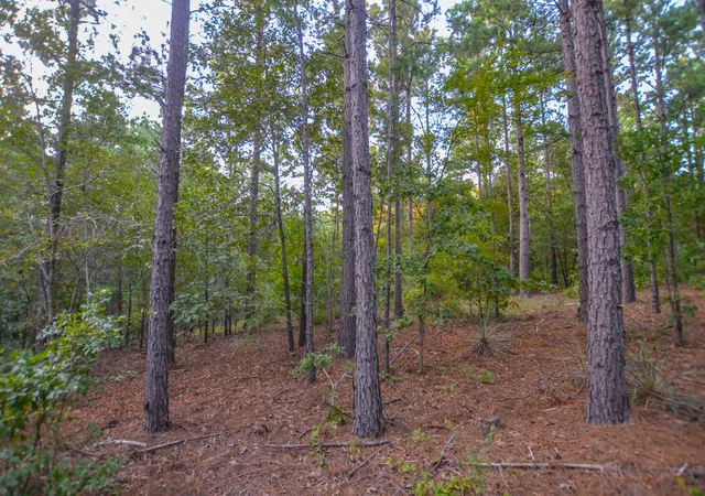 Photo 3 of Land for sale at Tract 19 County Road 4224, Frankston, TX 75763 | MLS# 20708167 | Listing updated on 2026-07-13