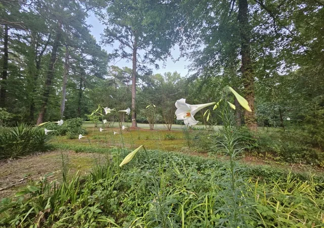 Photo 40 of Single family home for sale at 7105 Rodessa Ida Rd, Ida, LA 71044 | MLS# 20829450 | Listing updated on 2026-08-28