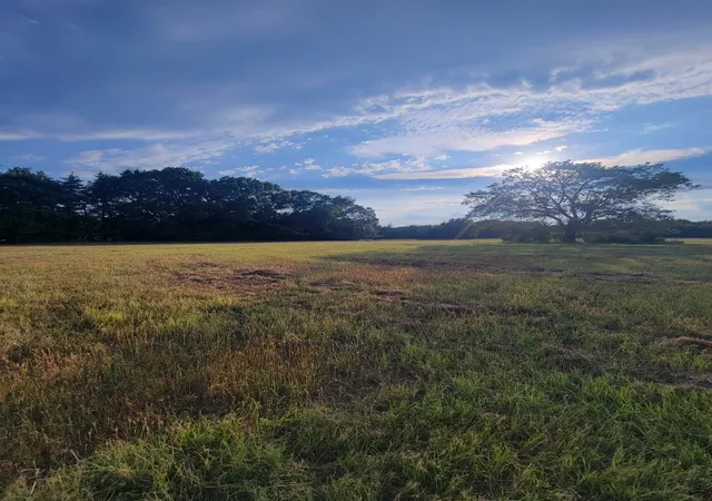 Photo 2 of Land for sale at Tbd Fm 2029, Telephone, TX 75488 | MLS# 20866874 | Listing updated on 2026-07-12