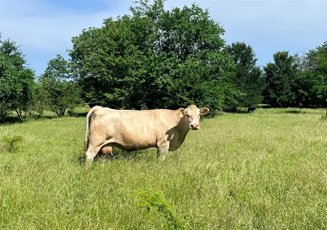 Photo 3 of Land for sale at 000 Fm 71, Talco, TX 75487 | MLS# 20870516 | Listing updated on 2026-08-29