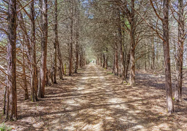 Homes for sale in Ivanhoe, TX | 1393 County Road 2250, Ivanhoe, TX 75447 | MLS# 20876479