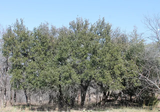 Homes for sale in Chico, TX | Lot 263 Ridgeline Dr, Chico, TX 76431 | MLS# 20928429