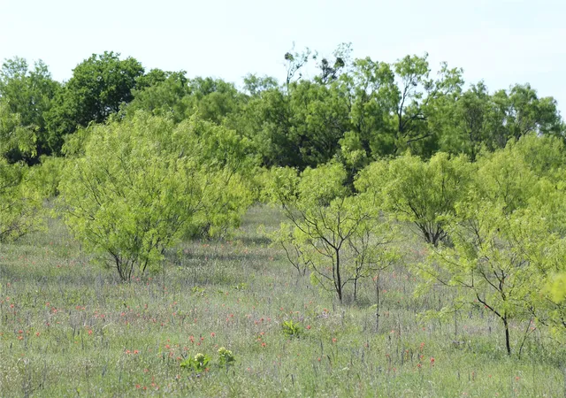 Homes for sale in Perrin, TX | 2077 B Shawver Rd, Perrin, TX 76486 | MLS# 20928956