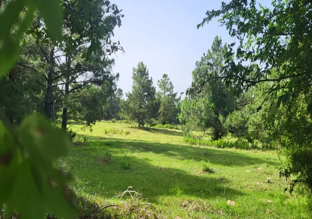Photo 2 of Land for sale at Tbd Cr 1176, Sulphur Springs, TX 75482 | MLS# 20938137 | Listing updated on 2026-07-23