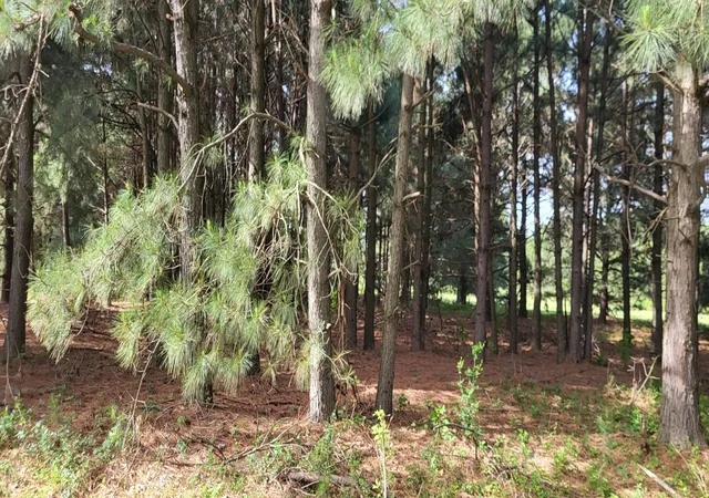 Photo 3 of Land for sale at Tbd Cr 1176, Sulphur Springs, TX 75482 | MLS# 20938137 | Listing updated on 2026-07-23