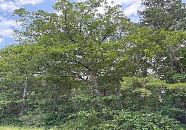 Photo 3 of Land for sale at Tbd County Road 425, Tenaha, TX 75974 | MLS# 20964830 | Listing updated on 2026-09-01