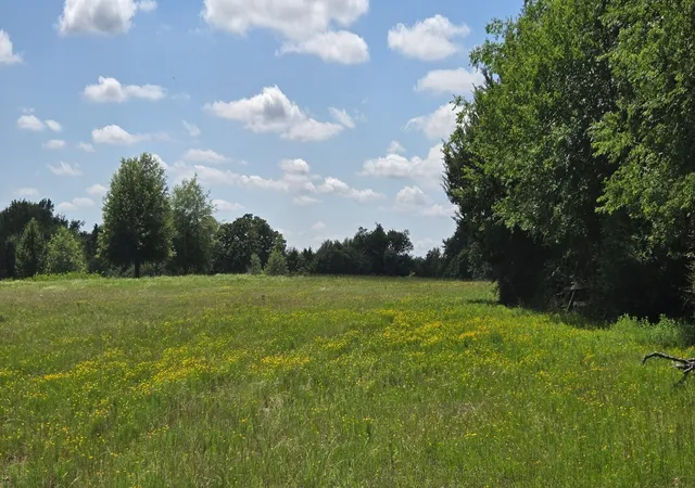 Photo 2 of Land for sale at 12077 County Road 1200, Malakoff, TX 75148 | MLS# 20995186 | Listing updated on 2026-08-26