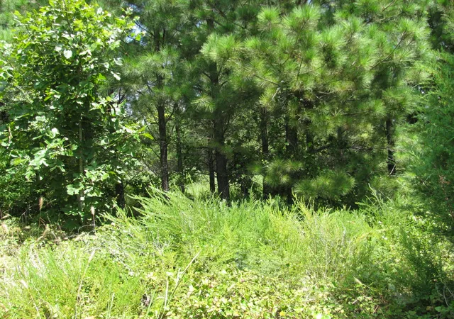 2nd image of Tbd Jace's Trail, Nashoba, OK 74558 | MLS# 21003493