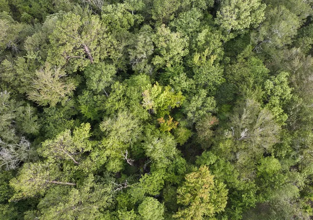 Photo 3 of Land for sale at 1 Red Rock Road, Robeline, LA 71469 | MLS# 21035672 | Listing updated on 2026-08-05