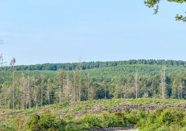 Photo 3 of Land for sale at 1 Red Rock Road, Robeline, LA 71469 | MLS# 21035672 | Listing updated on 2026-08-05