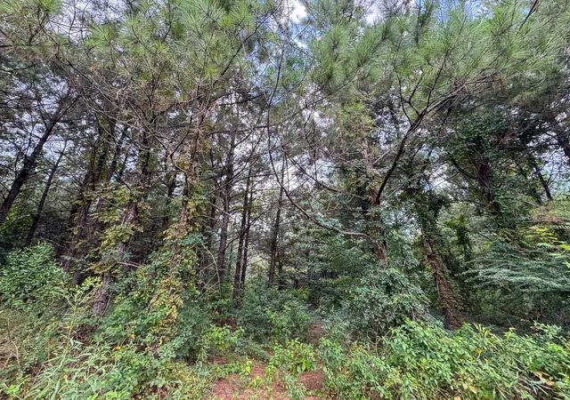 Photo 4 of Land for sale at T-1 Provencal Vowell Mills Rd, Provencal, LA 71468 | MLS# 21036755 | Listing updated on 2026-08-05