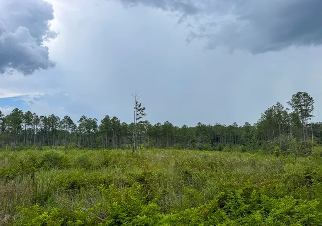 Photo 3 of Land for sale at T 3 Kelley Road, Jena, LA | MLS# 21037878 | Listing updated on 2026-08-07