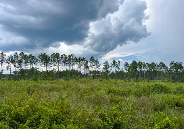 Photo 3 of Land for sale at T-3 Kelley Road, Jena, LA | MLS# 21037878 | Listing updated on 2026-08-07