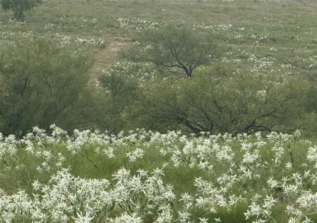 Photo 3 of Land for sale at 279 Private Road 4512, Decatur, TX 76234 | MLS# 21029465 | Listing updated on 2026-08-17
