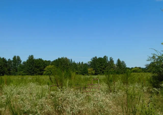2nd image of 0 Cox Rd, Sarepta, LA 71071 | MLS# 21055336