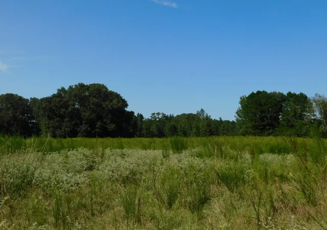 3rd image of 0 Cox Rd, Sarepta, LA 71071 | MLS# 21055336
