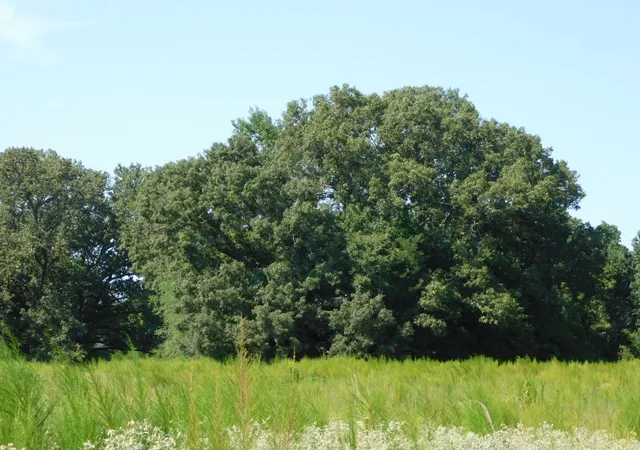 5th image of 0 Cox Rd, Sarepta, LA 71071 | MLS# 21055336