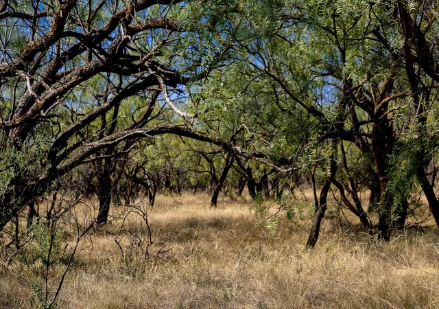 Photo 3 of Land for sale at Tbd County Road 242, Clyde, TX 79510 | MLS# 21060142 | Listing updated on 2026-08-30
