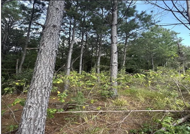 Photo 4 of Land for sale at Tbd County Road 1582, Avinger, TX 75630 | MLS# 21090975 | Listing updated on 2026-08-23
