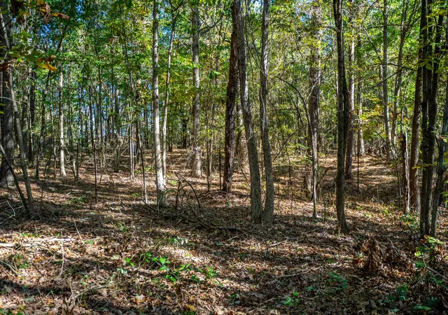 Photo 1 of Land for sale at 000 County Road 4105, Daingerfield, TX 75638 | MLS# 21103432 | Listing updated on 2026-09-20