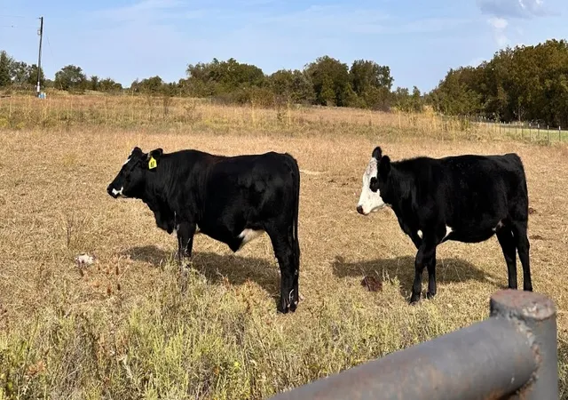 Photo 4 of Land for sale at Trak 1 County Road 1589, Chico, TX 76431 | MLS# 21107973 | Listing updated on 2026-09-23