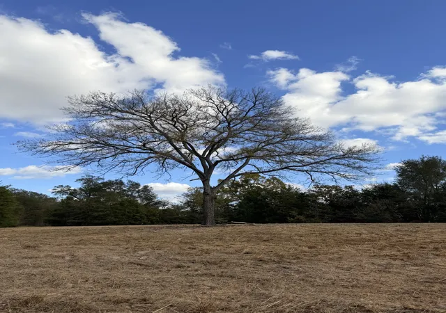 Homes for sale in Emory, TX | Lot #7 Tbd Rs County Road 1150, Emory, TX 75440 | MLS# 21116754