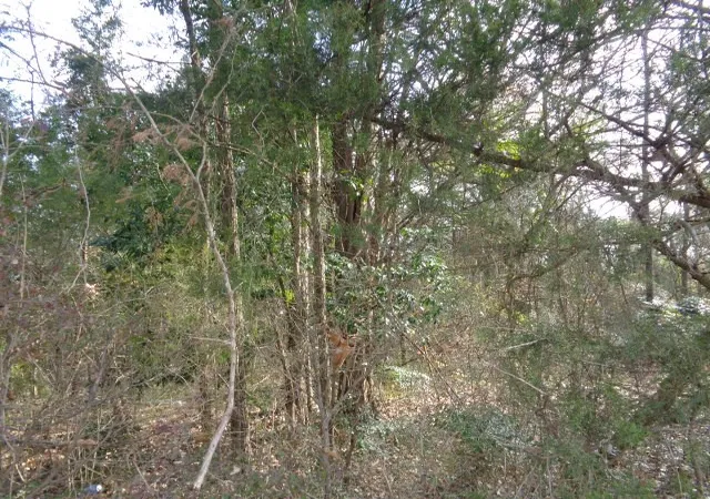 Photo 1 of Land for sale at Tbd Cr 4870, Winnsboro, TX 75494 | MLS# 21132365 | Listing updated on 2026-07-17
