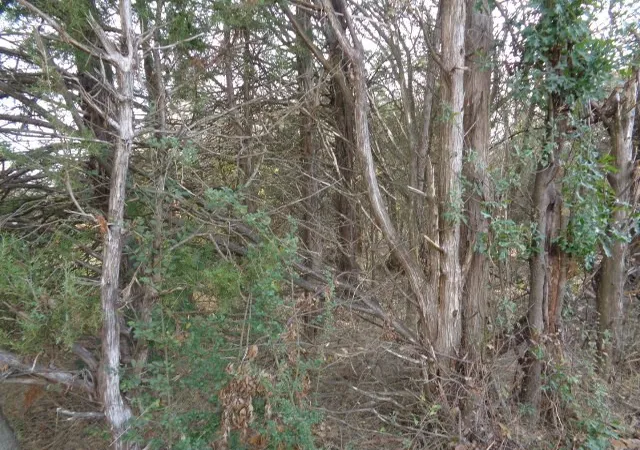 Photo 2 of Land for sale at Tbd Cr 4870, Winnsboro, TX 75494 | MLS# 21132365 | Listing updated on 2026-07-17