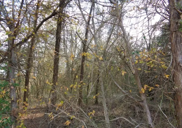 Photo 4 of Land for sale at Tbd Cr 4870, Winnsboro, TX 75494 | MLS# 21132365 | Listing updated on 2026-07-17
