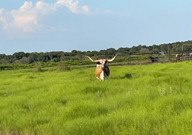 Photo 1 of Land for sale at 4565 County Road 140, Stephenville, TX 76401 | MLS# 21139652 | Listing updated on 2026-07-20