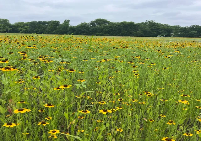 Photo 3 of Land for sale at Tbd Cr 3525, Honey Grove, TX 75446 | MLS# 21165881 | Listing updated on 2026-07-25