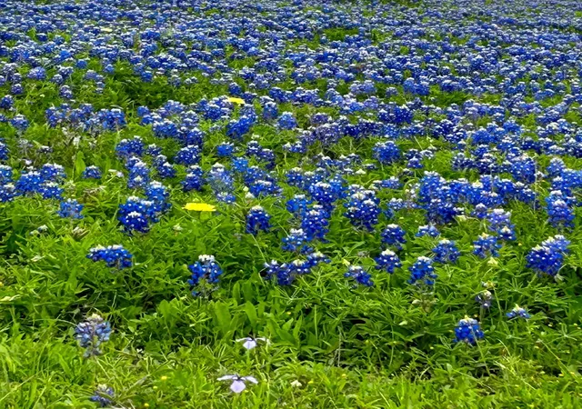 Photo 4 of Land for sale at 1505 Mcelroy Lane, New Ulm, TX 78950 | MLS# 21163974 | Listing updated on 2026-08-31