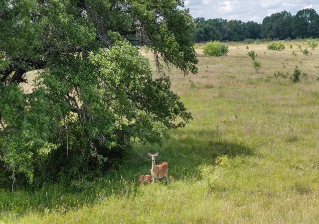 Photo 2 of Land for sale at Tbd Cr 2200 493+ Ac, Hico, TX 76457 | MLS# 21182336 | Listing updated on 2026-08-22