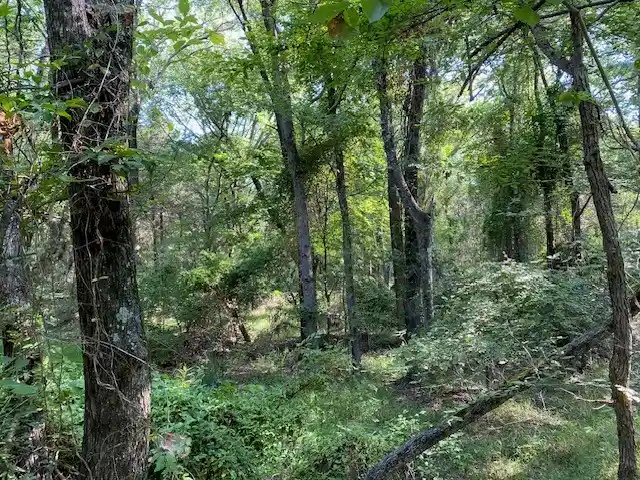 Photo 1 of Land for sale at Tr 3 A Cr 41514, Athens, TX 75751 | MLS# 21186574 | Listing updated on 2026-05-08
