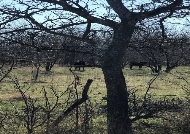 Homes for sale in Collinsville, TX | Tbd 14 Acres Winn Rd, Collinsville, TX 76233 | MLS# 21190592