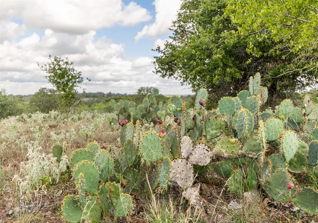Homes for sale in Nixon, TX | Tbd County Road 155, Nixon, TX 78140 | MLS# 21198993
