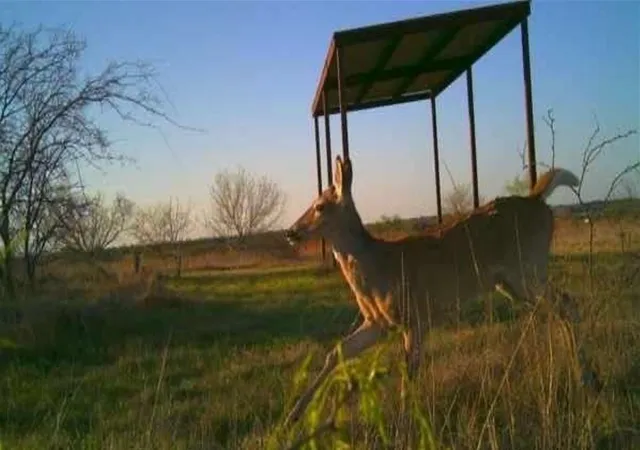 3rd image of 1838 County Road 343, Dublin, TX 76446 | MLS# 21200841
