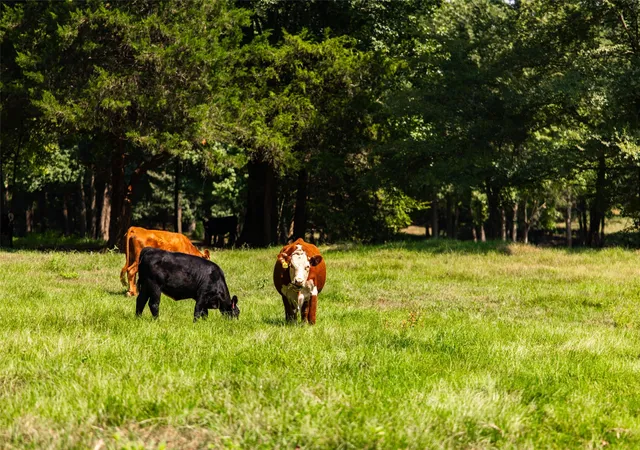 Photo 38 of Land for sale at 5730 E Fm 323, Palestine, TX 75801 | MLS# 21196476 | Listing updated on 2026-08-24