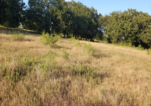 5th image of 956 Cr-1990, Chico, TX 76431 | MLS# 21211270