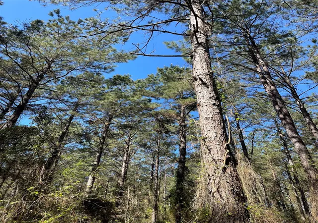Photo 3 of Land for sale at 0 Providence Private Ln, Frierson, LA 71027 | MLS# 21215432 | Listing updated on 2026-09-01