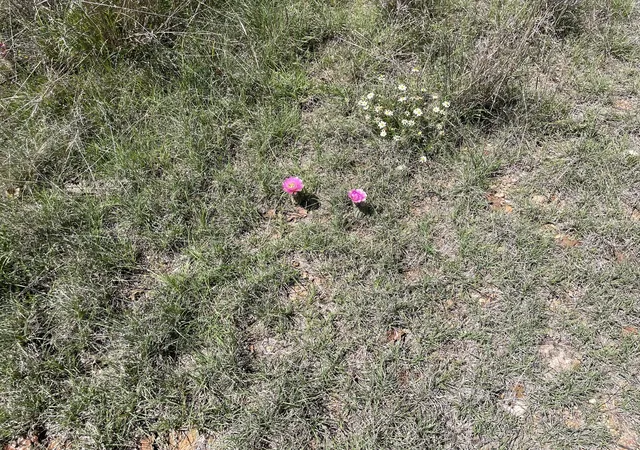 Photo 3 of Land for sale at Tbd County Road, Eastland, TX 76448 | MLS# 21216907 | Listing updated on 2026-07-28