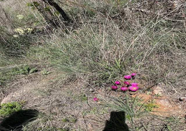 Photo 4 of Land for sale at Tbd County Road, Eastland, TX 76448 | MLS# 21216907 | Listing updated on 2026-07-28