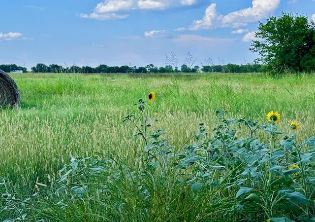 Homes for sale in Bailey, TX | Tbd 11ac Tx 11, Bailey, TX 75413 | MLS# 21218077