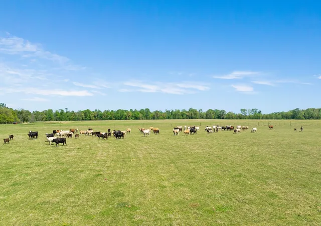 Homes for sale in Detroit, TX | 000 County Road 2356, Detroit, TX 75436 | MLS# 21231075