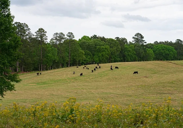Photo 3 of Land for sale at 0 Cr 1615, Jacksonville, TX 75766 | MLS# 21236518 | Listing updated on 2026-07-30