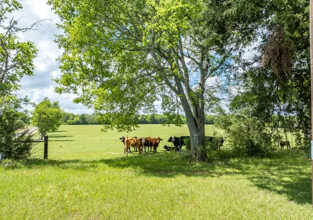 Photo 3 of Land for sale at 1695 County Road 3408, Jacksonville, TX 75766 | MLS# 21237512 | Listing updated on 2026-10-02