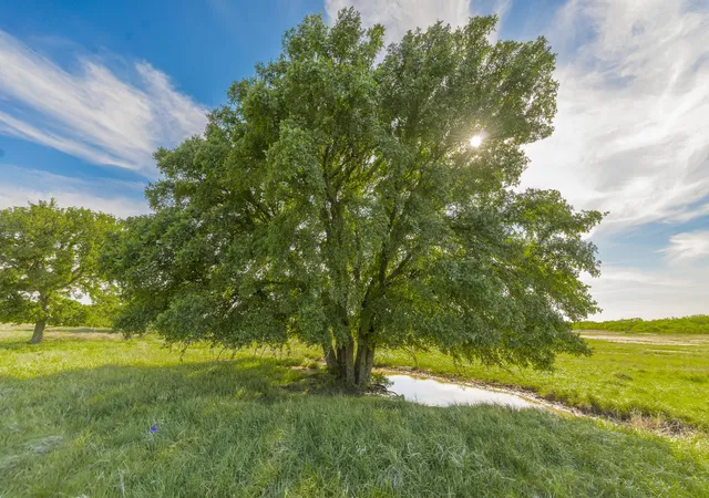 Photo 1 of Land for sale at Tbd Cr 132, Coleman, TX 76834 | MLS# 21241900 | Listing updated on 2026-07-10
