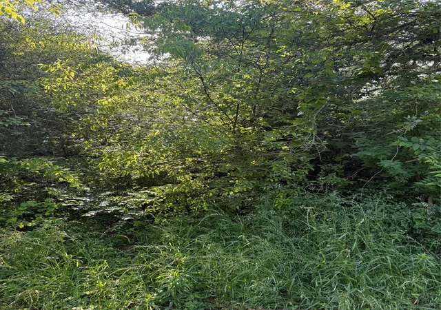 Photo 1 of Land for sale at 10946 Clover Ln, Frankston, TX 75763 | MLS# 21241928 | Listing updated on 2026-08-24