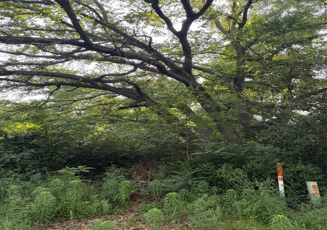 Photo 3 of Land for sale at 10946 Clover Ln, Frankston, TX 75763 | MLS# 21241928 | Listing updated on 2026-08-24